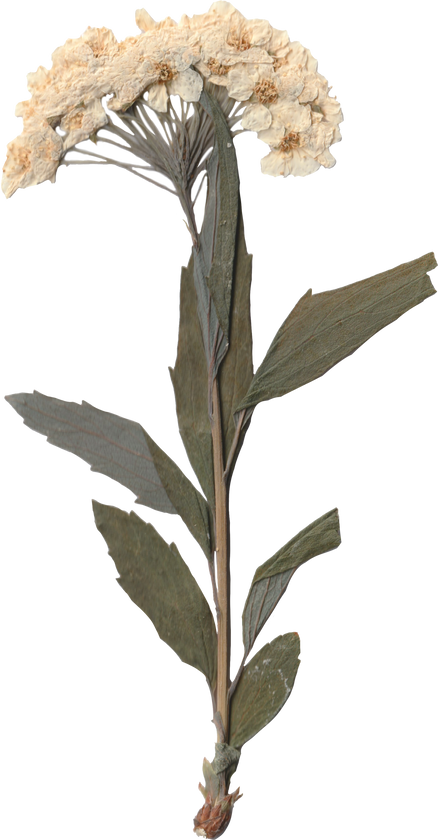 Pressed Flowers on Isolated Background